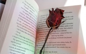 rosa dentro de un libro abierto