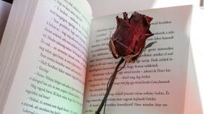 rosa dentro de un libro abierto